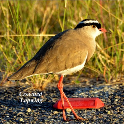 Crowned Lapwing